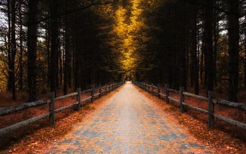 дорога, деревья, листья, осень, забор