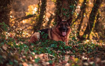 мордочка, взгляд, собака, язык, немецкая овчарка, осенние листья