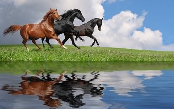 небо, трава, облака, вода, отражение, лошади, кони