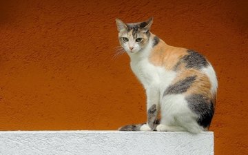 фон, кот, кошка, взгляд, стена