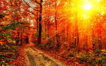 дорога, деревья, солнце, лес, листья, закат, лучи, осень