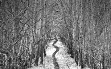 дорога, деревья, снег, зима, чёрно-белое, тропинка, аллея, robin de blanche