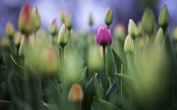 цветы, фото, бутон, фотограф, тюльпаны, greg stevenson