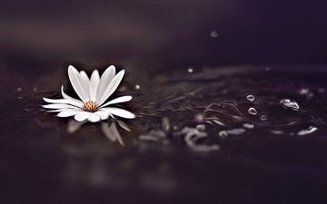 вода, фон, цветок, капли, белый, космея