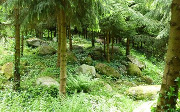 трава, деревья, камни, зелень, хвоя, сад, франция, albert-kahn japanese gardens