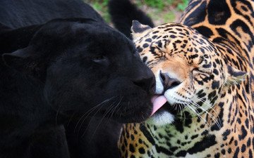 леопард, ягуар, пантера, дикие кошки, дружба, морды, черный ягуар, ягуары
