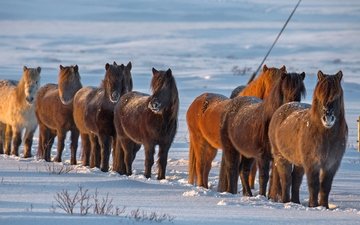 снег, зима, лошади, кони, исландия