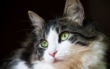 портрет, кошка, взгляд, бело-черная