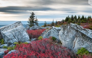 горы, медвежьи скалы