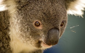 животные, австралия, коала, травоядное, сумчатое, сумчатые