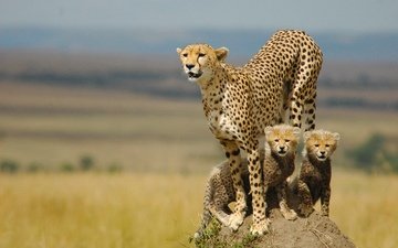 семья, котята, гепард, мать