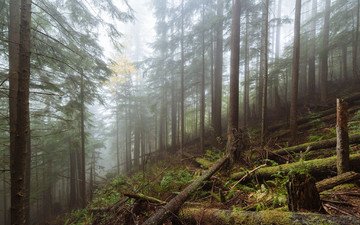 деревья, лес, туман, мох
