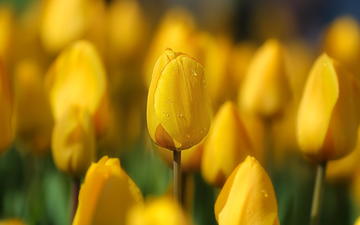 цветы, весна, тюльпаны, желтые