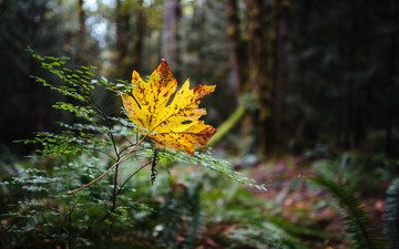 природа, лес, осень, лист