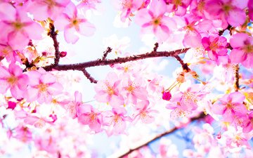 дерево, цветение, весна, сакура
