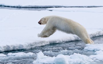 полярный медведь, медведь, лёд, белый, прыжок, белый медведь