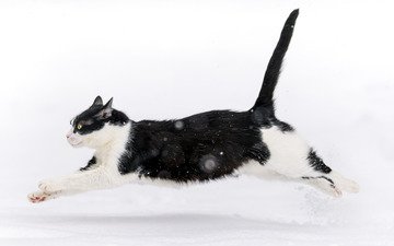 снег, зима, кот, кошка, прыжок