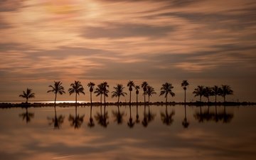 закат, отражение, пальмы, атлантический океан, майами, штат флорида