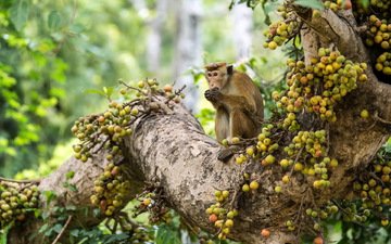 природа, дерево, фрукты, взгляд, обезьяна, примат, мартышка, цейлонский макак