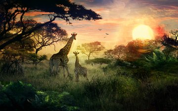 солнце, природа, закат, жирафы, детеныш, сафари