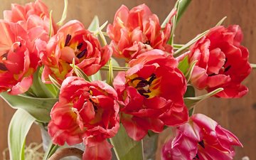 цветы, красные, букет, тюльпаны, крупным планом