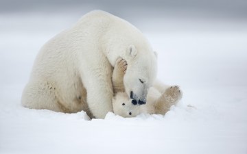 снег, зима, животные, игра, медведи, белый медведь, медвежонок, арктика