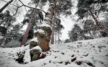 дерево, лес, зима