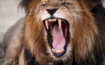 взгляд, хищник, зубы, лев, зубки, львёнок, голова, башка, царь зверей, fury