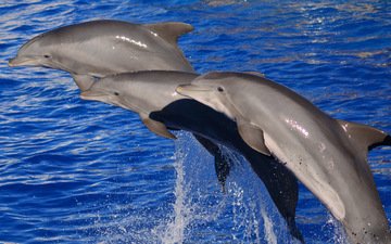 вода, море, дельфины, млекопитающее