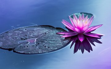 вода, цветок, пруд, водяная лилия