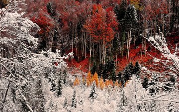 деревья, снег, лес, склон, иней, осень