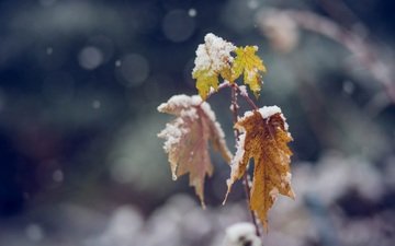 ветка, снег, цвета, листья, зима, макро, холод