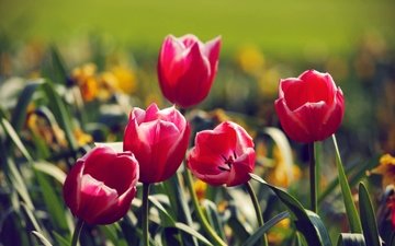 цветы, природа, весна, тюльпаны