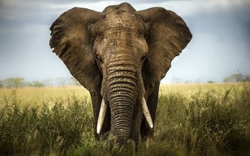 слон, африка, саванна, слоновая кость