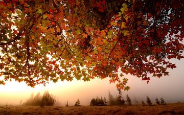 листья, туман, ветки, осень, клен, кленовый лист