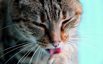 кот, мордочка, усы, кошка, язык, лапа, моется