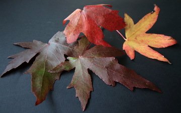 природа, листья, макро, осень, клен