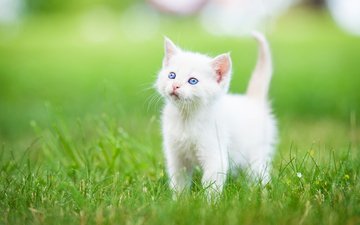 трава, котенок, малыш, голубые глаза, белый котёнок