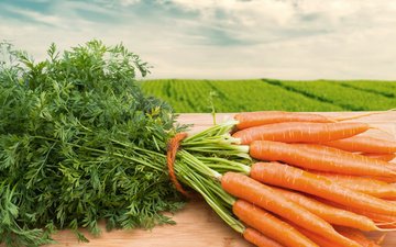 морковь, морковное поле, young carrots