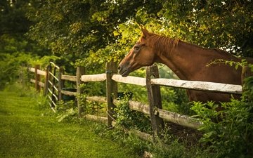 лошадь, деревья, лето, забор, ограда