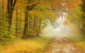 дорога, листья, пейзаж, туман, дорожка, осень