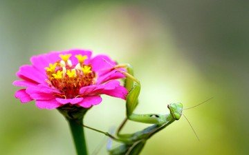 насекомое, цветок, богомол