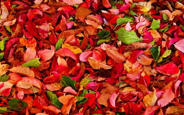 текстура, листья, осень, багрянец