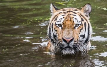 тигр, морда, водоем, хищник, купание, дикая кошка