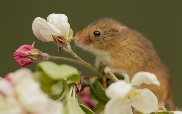 макро, цветок, мышка, harvest mouse, мышь-малютка