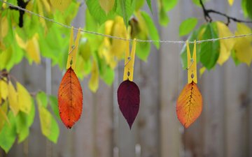 природа, листья, краски, осень, веревка, прищепка