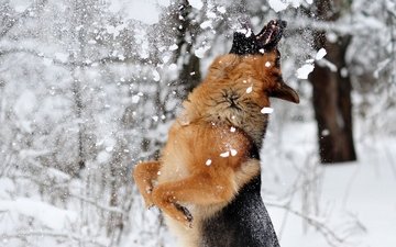 снег, зима, собака, игра, немецкая овчарка, домашнее животное