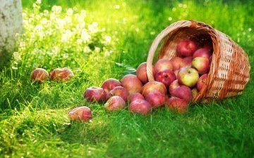 трава, фрукты, яблоки, корзина, плоды, корзинка с яблоками