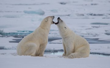 природа, полярный медведь, лёд, медведи, белый медведь, полярные медведи