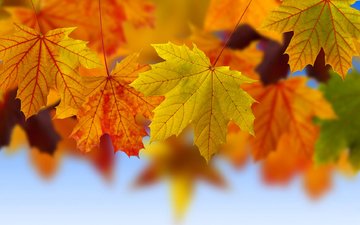 листья, макро, осень, клен, коллаж